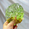 Aloe Green Tea Boba