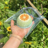 Green Pomelo Pudding Squishy