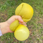 Bambuko Cucumber Stretch Squishy